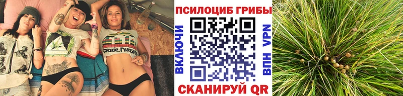 Псилоцибиновые грибы Psilocybe Купить Дорогобуж